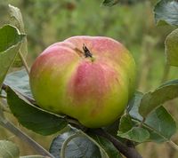 Virumgård æble